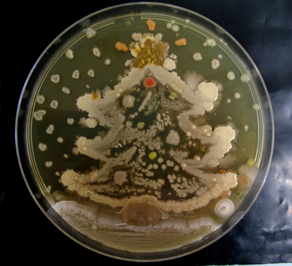 sapin noel bacteries christmas tree bacteria