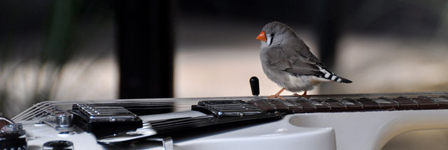 Celeste-Boursier-Mougenot-mandarin-guitare Celeste-Boursier-Mougenot-mandarin-guitare