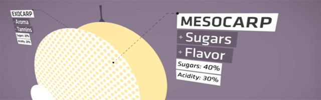 Conception-of-wine-Tiago-Cabaco-vin-video-vimeo Conception-of-wine-Tiago-Cabaco-vin-video-vimeo