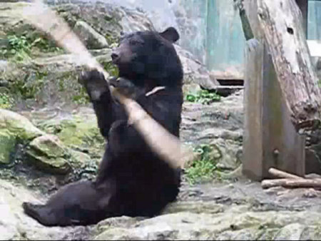 ours ninja bear kung fu baton zoo